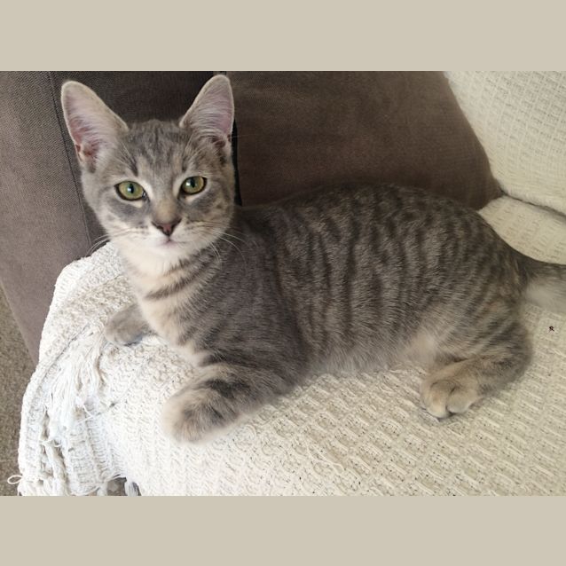 Photo of Chanel Kitten