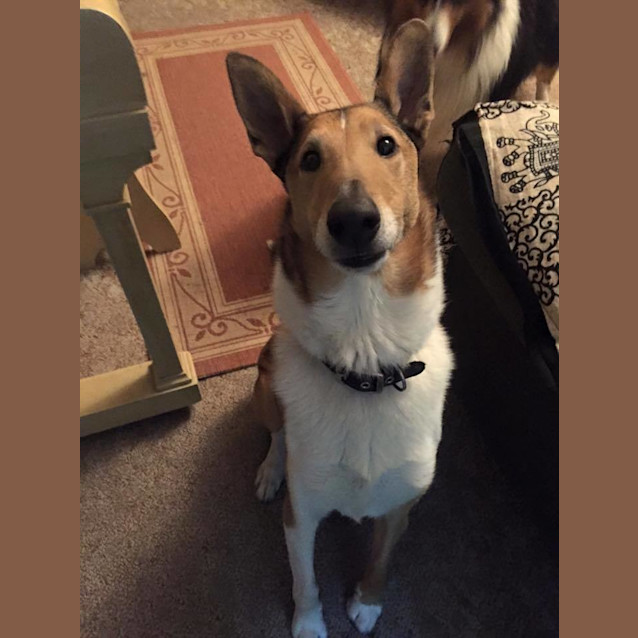 Photo of Finnigan (Astro)