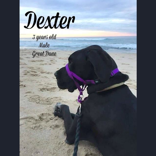 Photo of Dexter