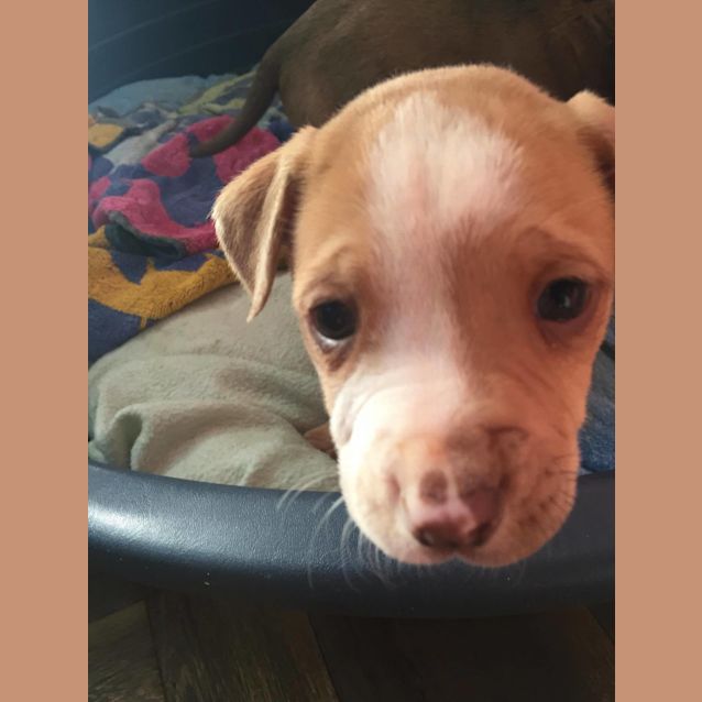 Photo of Sadie **Adopted**