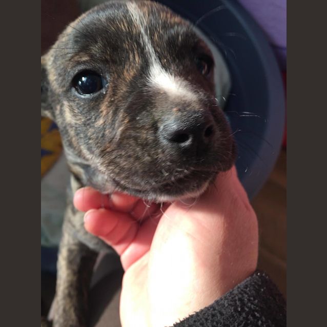 Photo of Saxon **Adopted**