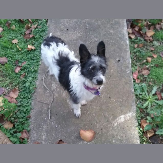 Photo of Tuppence (Tuppy)