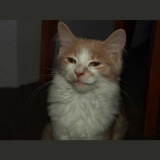 Photo of Lincoln Kitten