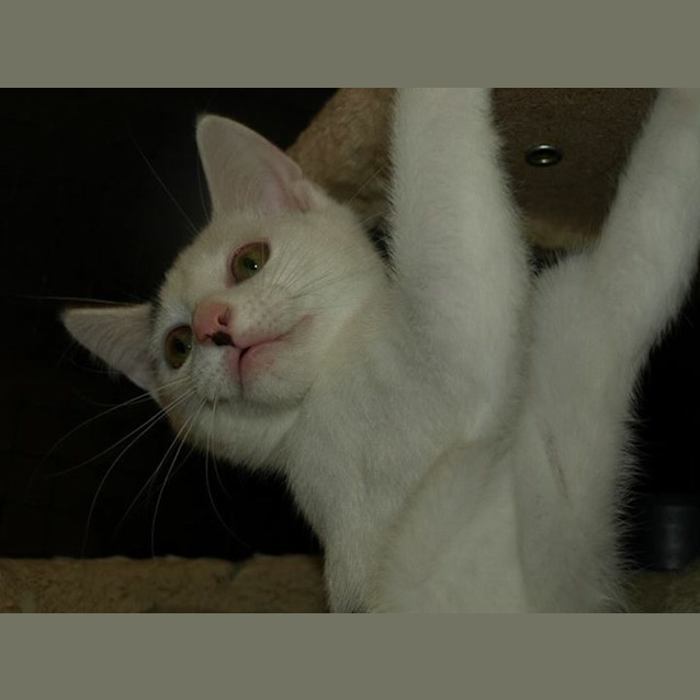 Photo of Charley C Kitten