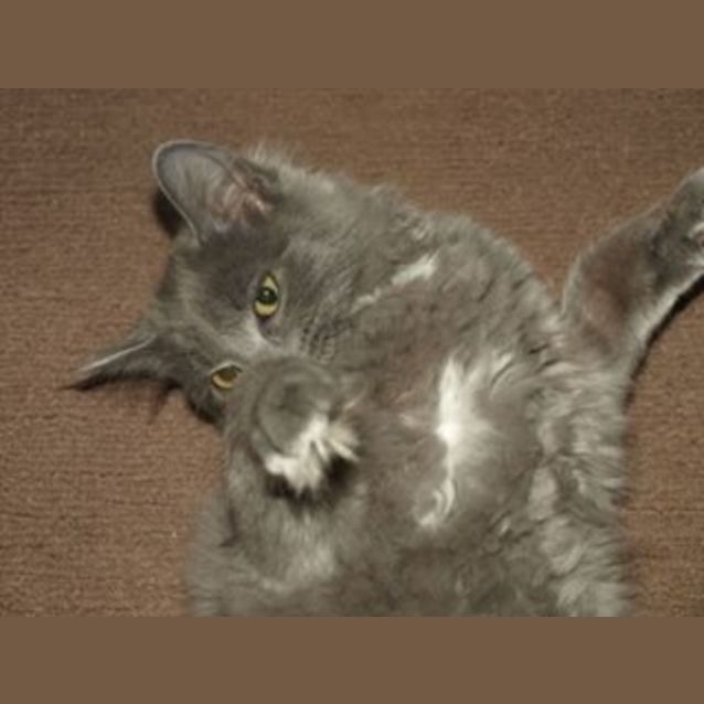 Photo of Stormy Kitten