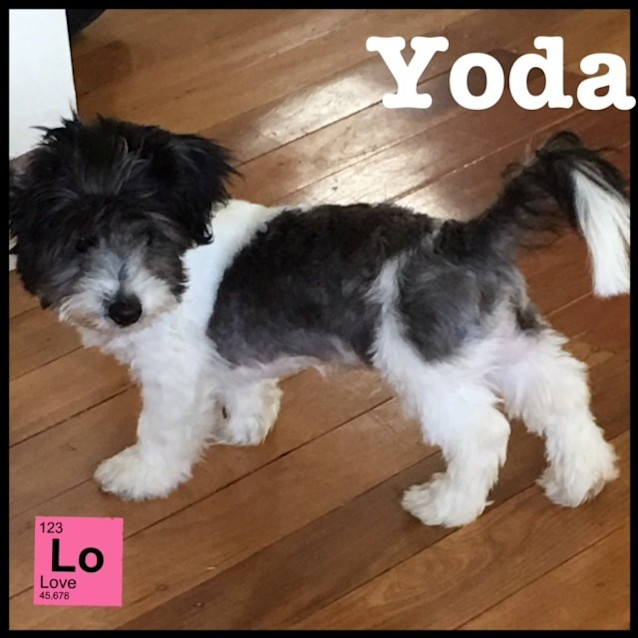 Photo of Yoda *Adoption Pending*