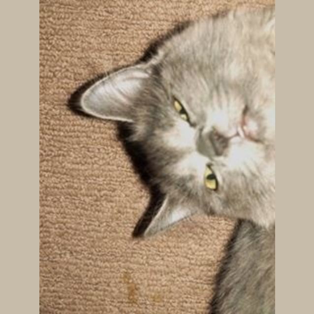 Photo of Stormy Kitten