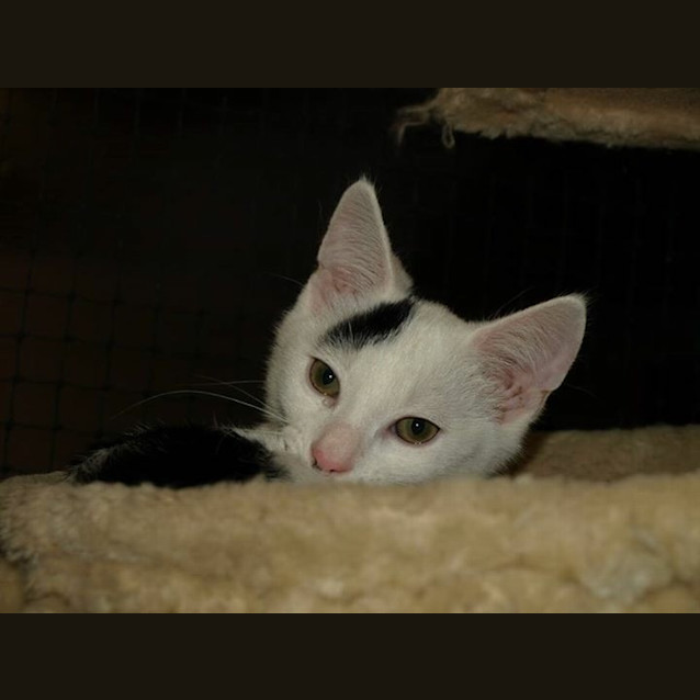 Photo of Charley C Kitten