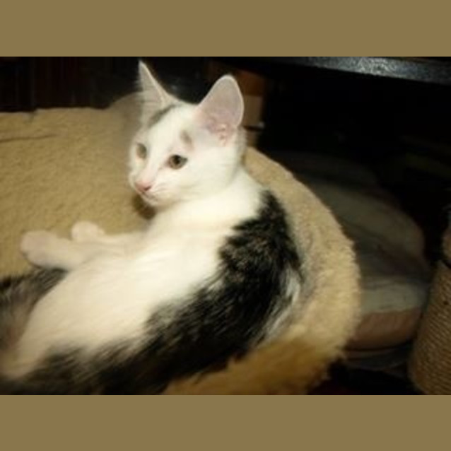 Photo of River Kitten