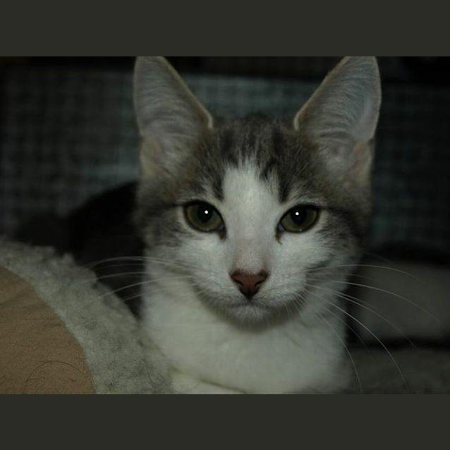 Photo of Willow Kitten