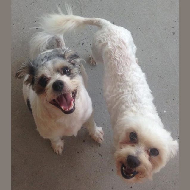 Photo of Marley & Blaze ~ 5yo Maltese X Pair (Adopted 4/16)
