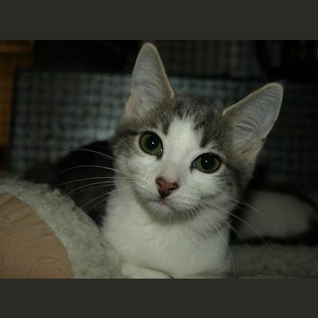 Photo of Willow Kitten