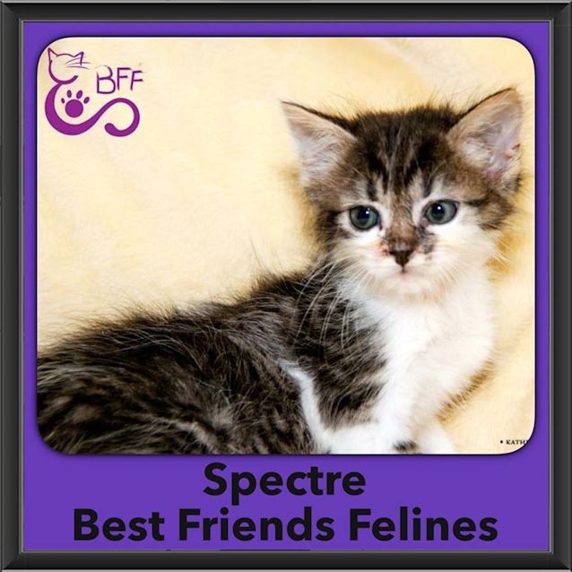 Photo of Spectre 