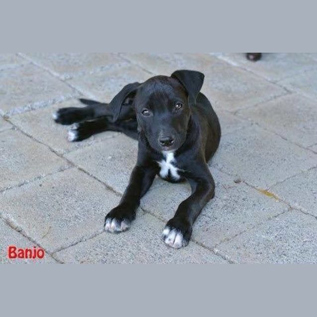 Photo of Banjo
