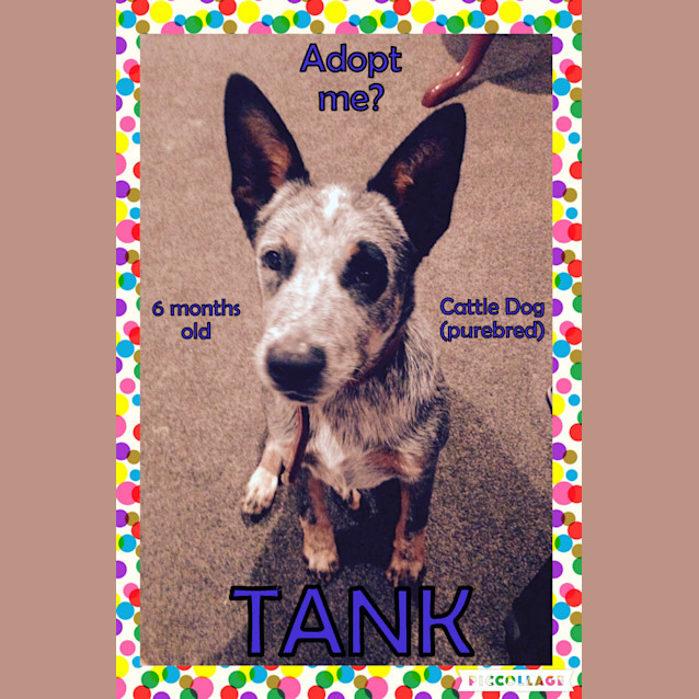 Photo of Tank ~ Cattle Dog (Purebred) On Trial 28/05/16