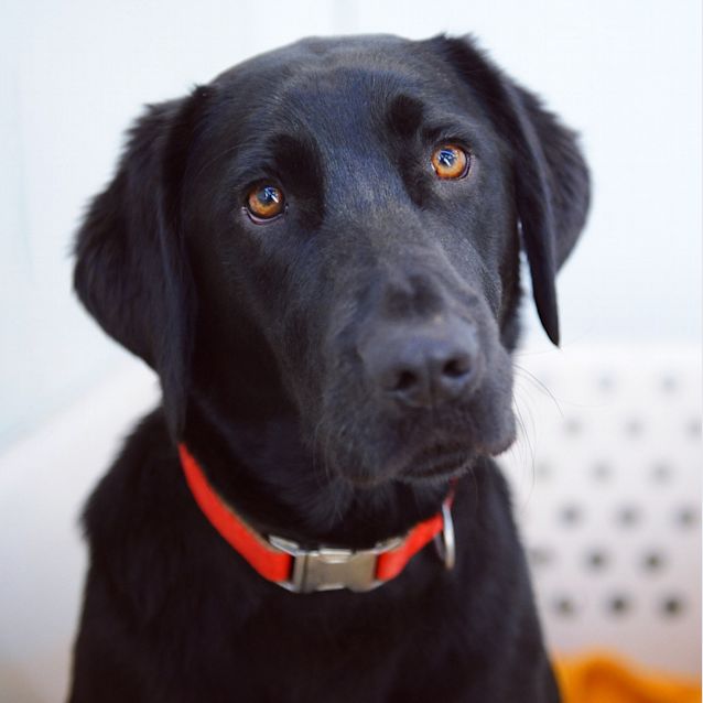 Photo of Rigby