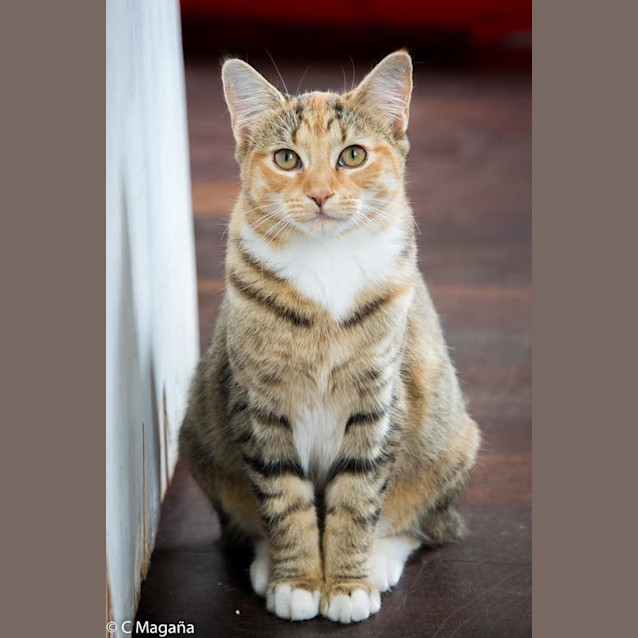 Photo of Chilli Ec0190 (Bonded Pair)