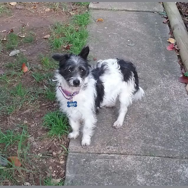 Photo of Tuppence (Tuppy)