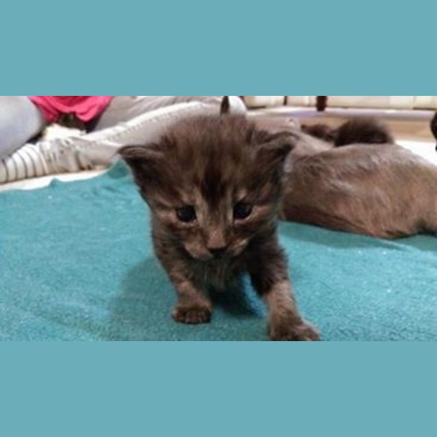 Photo of Kovu