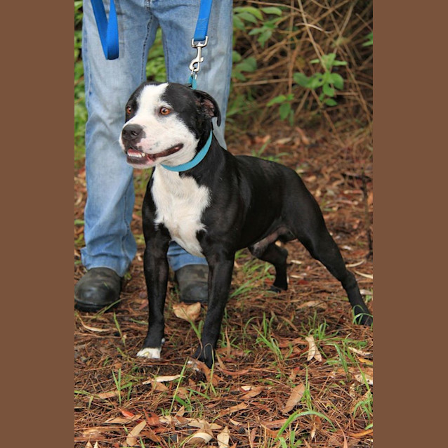 Photo of Shake