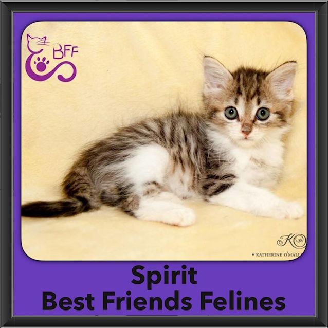 Photo of Spirit