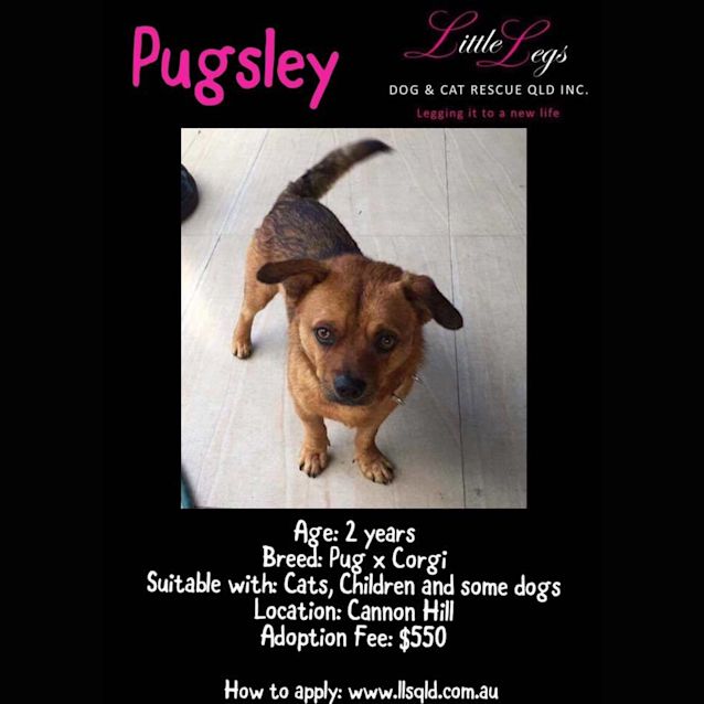 Photo of Pugsley