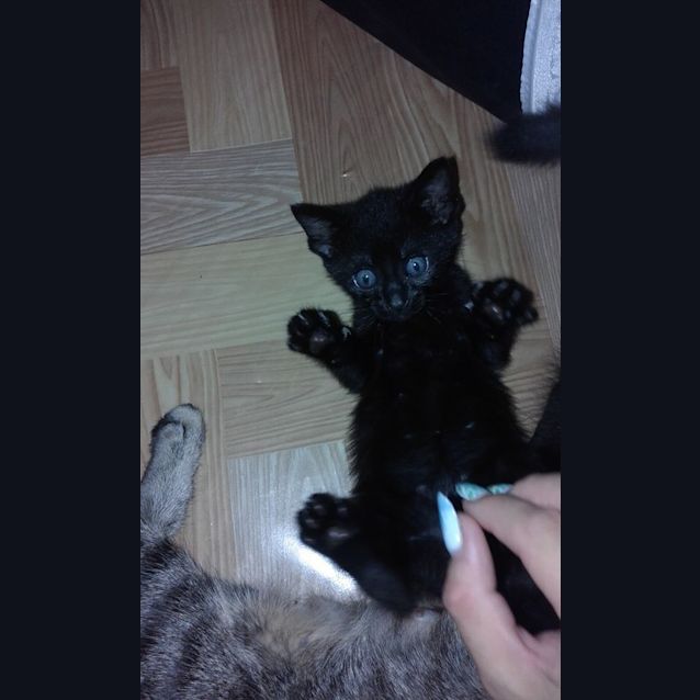 Photo of Sooty *Adoption Pending*