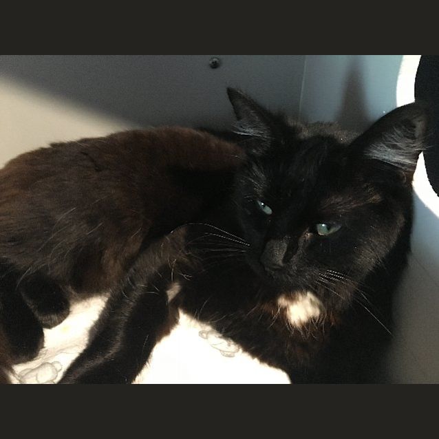 Photo of Diva