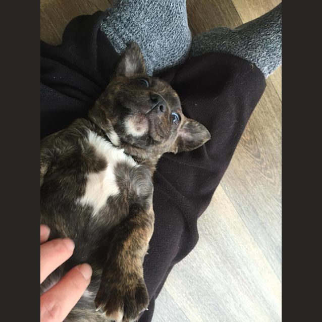 Photo of Sierra **Adopted**