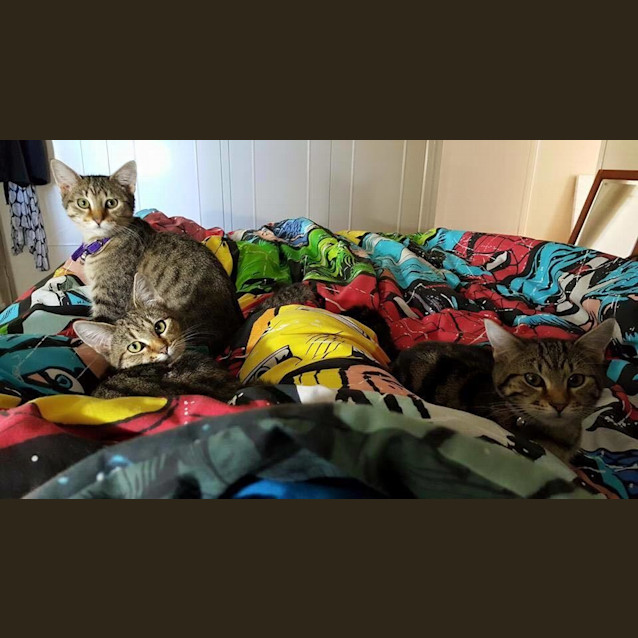 Photo of Pip, Squidly And Hiss <3