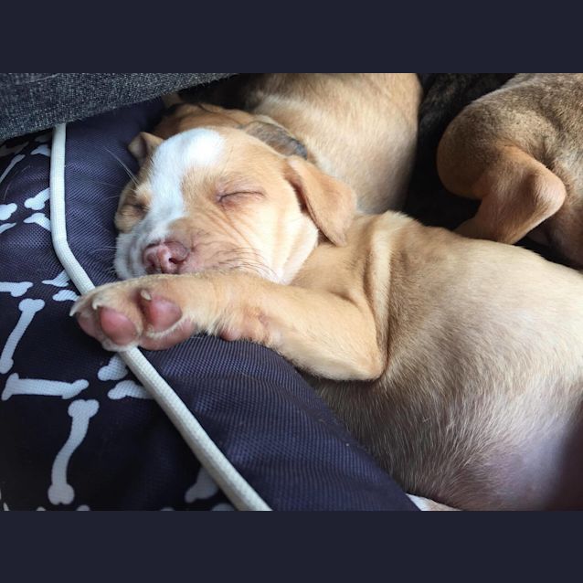 Photo of Sadie **Adopted**