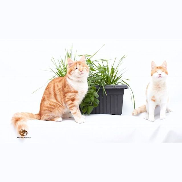 Photo of Stevie & Isaac 