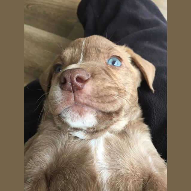 Photo of Samson **Adopted**