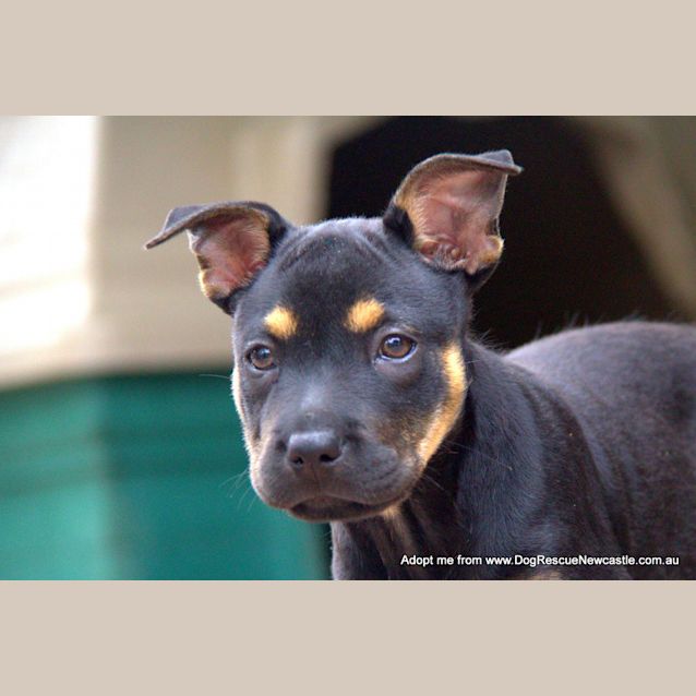 Photo of Layne ~ Kelpie X Puppy, Female (Trial 25/4/16)