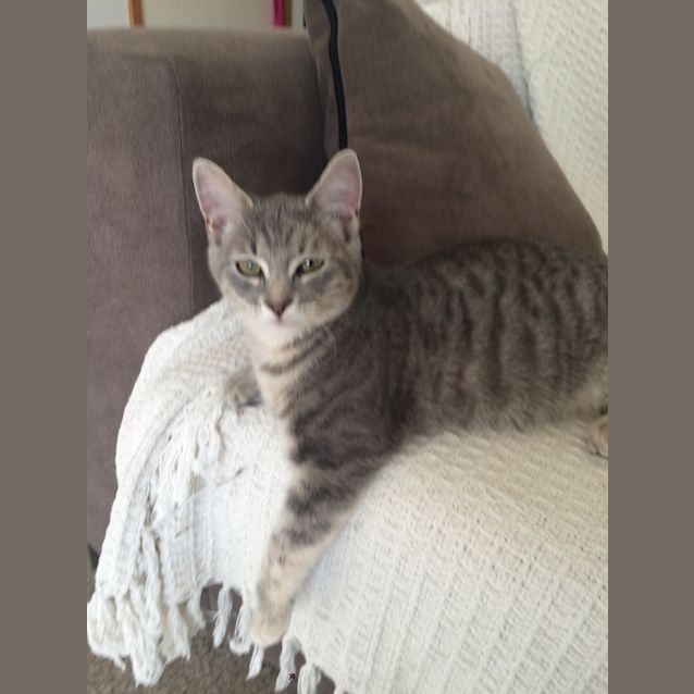 Photo of Chanel Kitten