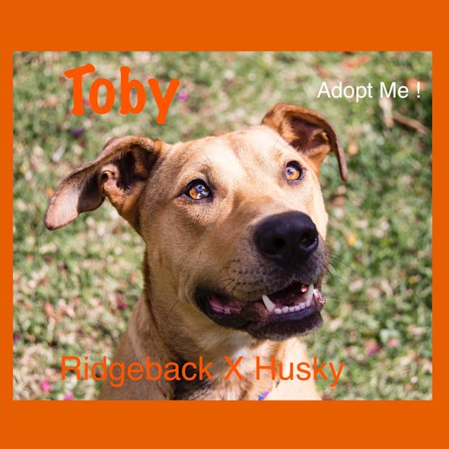 Photo of Toby ~ Ridgeback X Husky (On Trial 25/09/16)