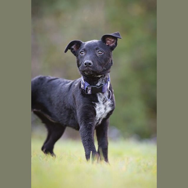Photo of Nika