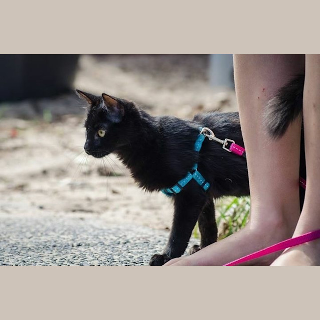 Photo of Rey (Cat/Dog/Child Friendly)