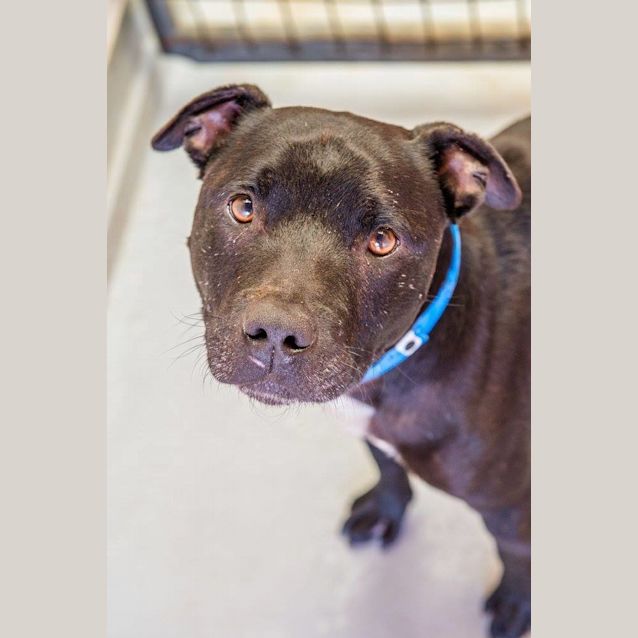 Photo of Beau (1275)