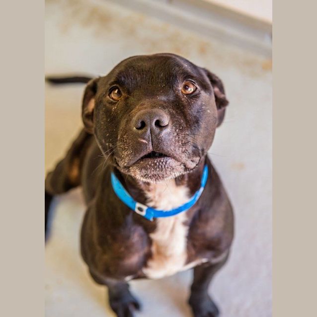 Photo of Beau (1275)