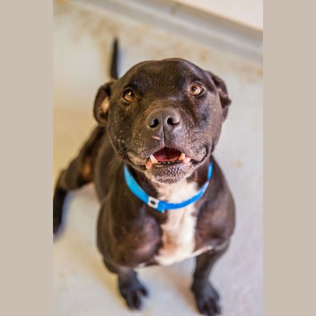 Photo of Beau (1275)