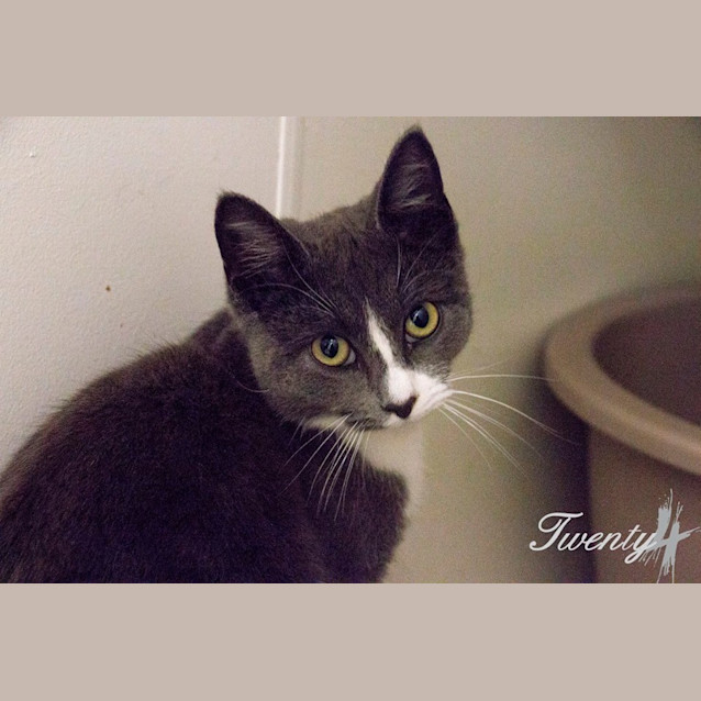 Photo of Caper (2089)