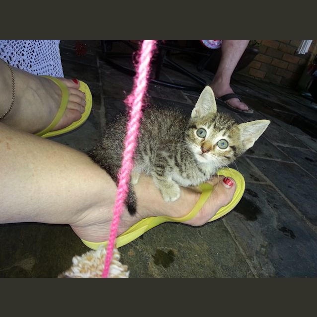 Photo of Stripes