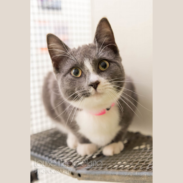 Photo of Caper (2089)