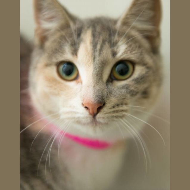 Photo of Allspice (2067)