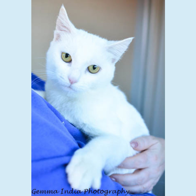 Photo of The Divine Princess Snow 