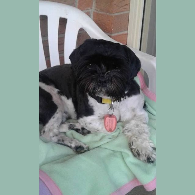Photo of Milo