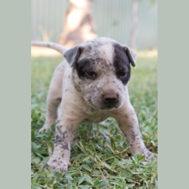 Photo of Barney (D3364) 