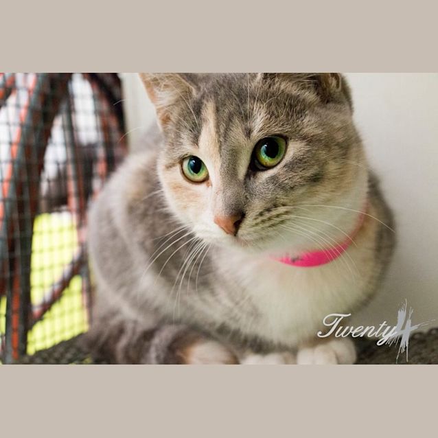 Photo of Allspice (2067)