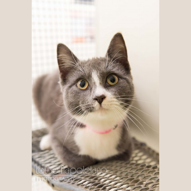 Photo of Caper (2089)